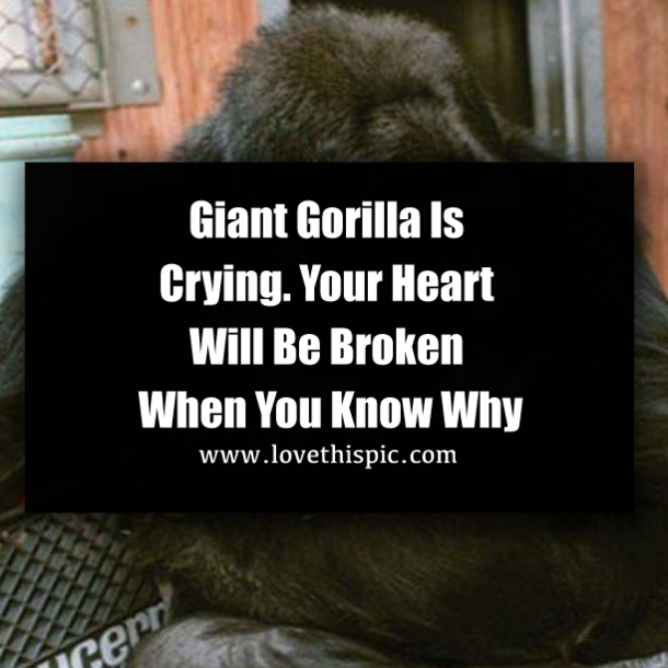 Giant Gorilla Is Crying. Your Heart Will Be Broken When You Know Why
