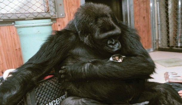 Giant Gorilla Is Crying. Your Heart Will Be Broken When You Know Why - picture 2