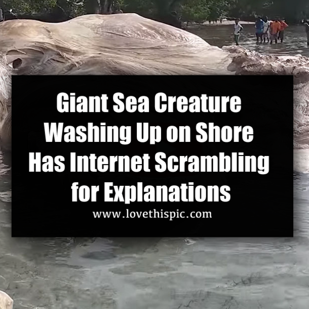 Giant Sea Creature Washing Up on Shore Has Internet Scrambling for Explanations