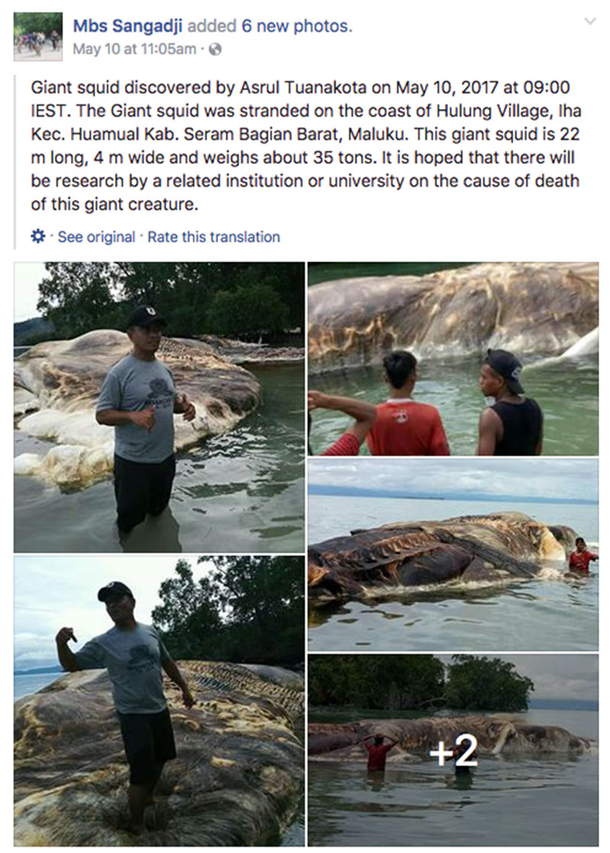 Giant Sea Creature Washing Up on Shore Has Internet Scrambling for Explanations - picture 2