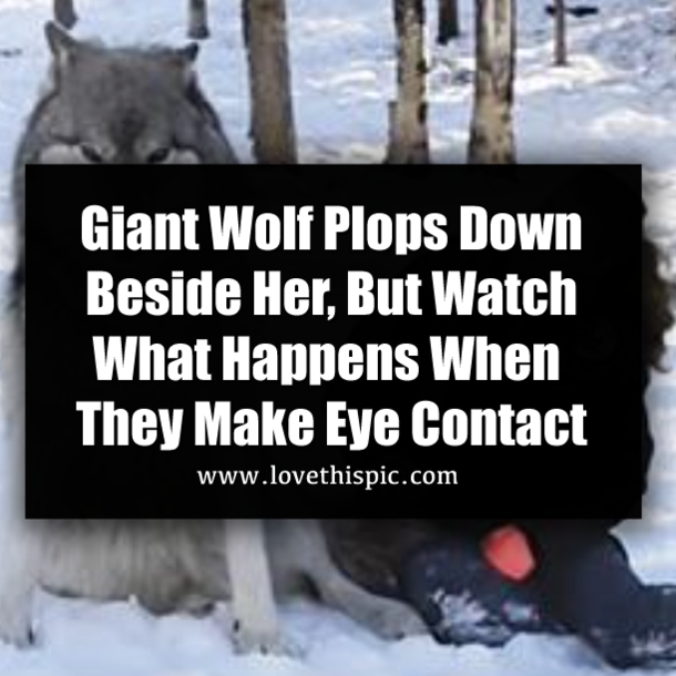 Giant Wolf Plops Down Beside Her, But Watch What Happens When They Make Eye Contact