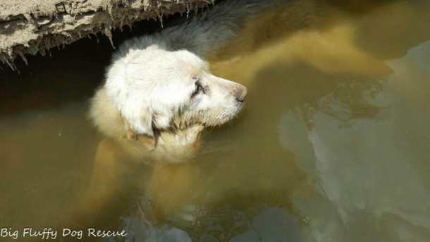Girls Notice Something Strange In River, Shocked When They Saw What It Was - picture 3