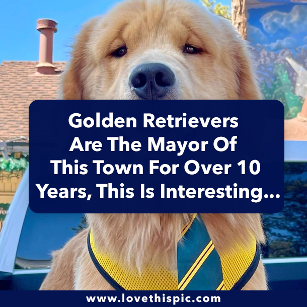 Golden Retrievers Are The Mayor Of This Town For Over 10 Years, This Is Interesting...