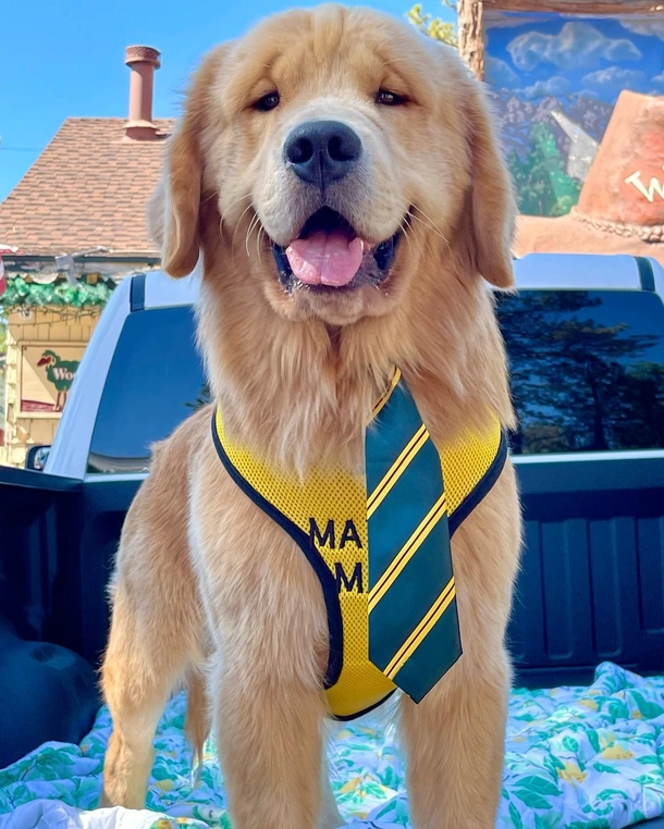 Golden Retrievers Are The Mayor Of This Town For Over 10 Years, This Is Interesting... - picture 2