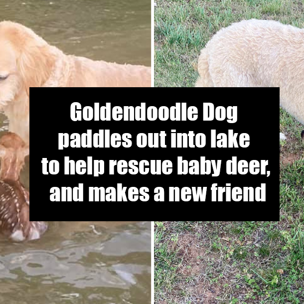 Goldendoodle Dog paddles out into lake to help rescue baby deer, and makes a new friend