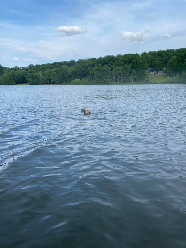 Goldendoodle Dog paddles out into lake to help rescue baby deer, and makes a new friend - picture 2