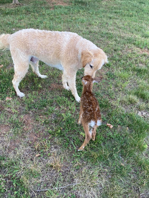 Goldendoodle Dog paddles out into lake to help rescue baby deer, and makes a new friend - picture 4