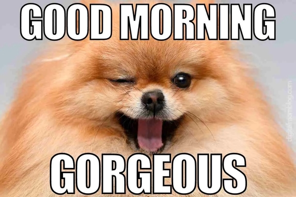 Good Morning Memes And Images To Start Your Amazing Day - picture 7