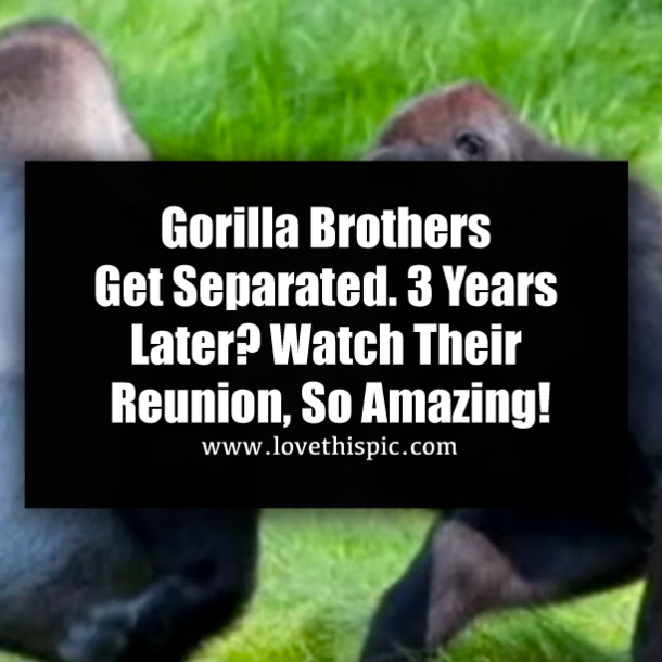 Gorilla Brothers Get Separated. 3 Years Later? Watch Their Reunion, So Amazing!
