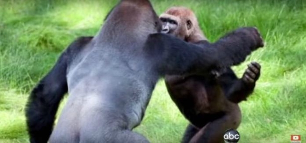 Gorilla Brothers Get Separated. 3 Years Later? Watch Their Reunion, So Amazing! - picture 2