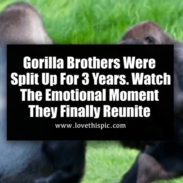 Gorilla Brothers Were Split Up For 3 Years. Watch The Emotional Moment They Finally Reunite
