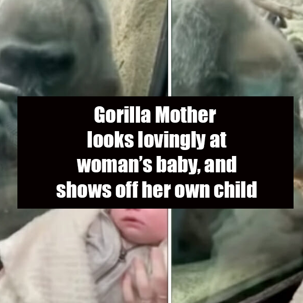 Gorilla Mother looks lovingly at woman’s baby, and shows off her own child