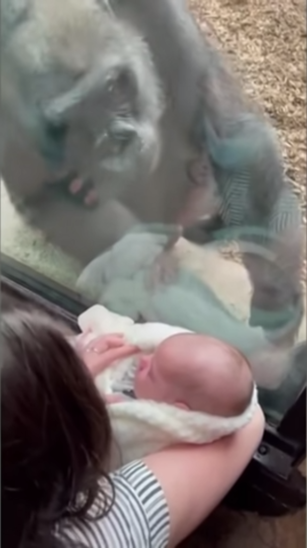 Gorilla Mother looks lovingly at woman’s baby, and shows off her own child - picture 3