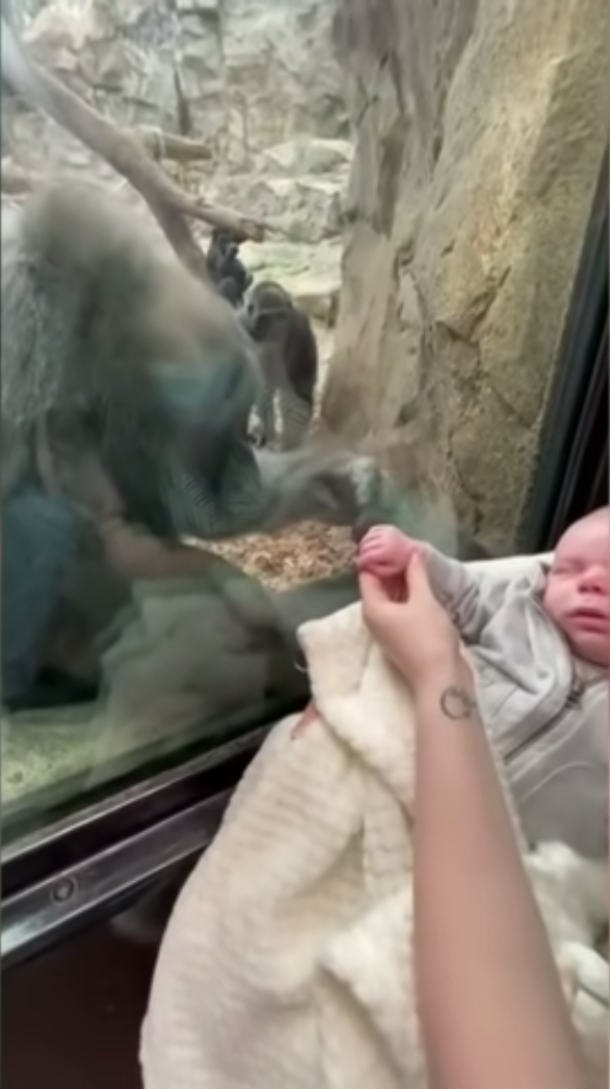 Gorilla Mother looks lovingly at woman’s baby, and shows off her own child - picture 4