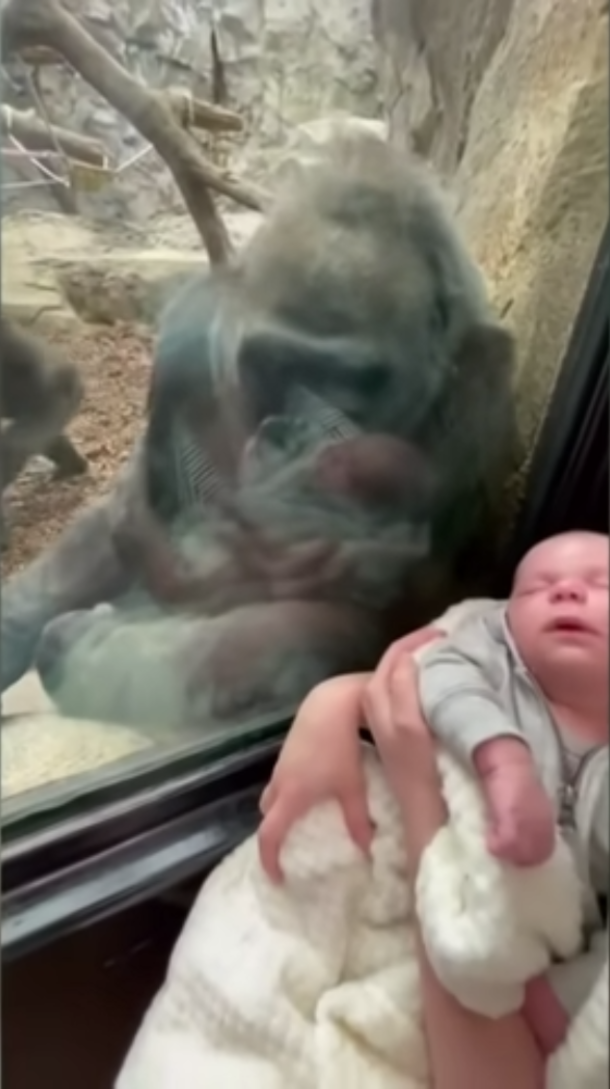 Gorilla Mother looks lovingly at woman’s baby, and shows off her own child - picture 5