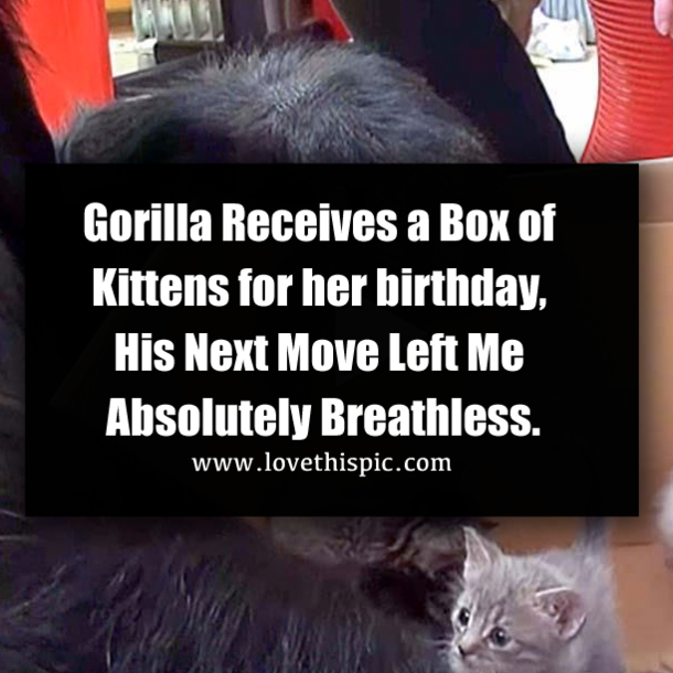 Gorilla Receives a Box of Kittens for her birthday, His Next Move Left Me Absolutely Breathless.