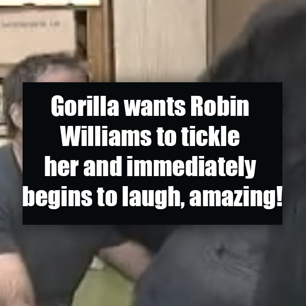 Gorilla wants Robin Williams to tickle her and immediately begins to laugh, amazing!