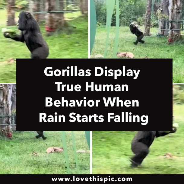 Gorillas Display True Human Behavior When Rain Starts Falling