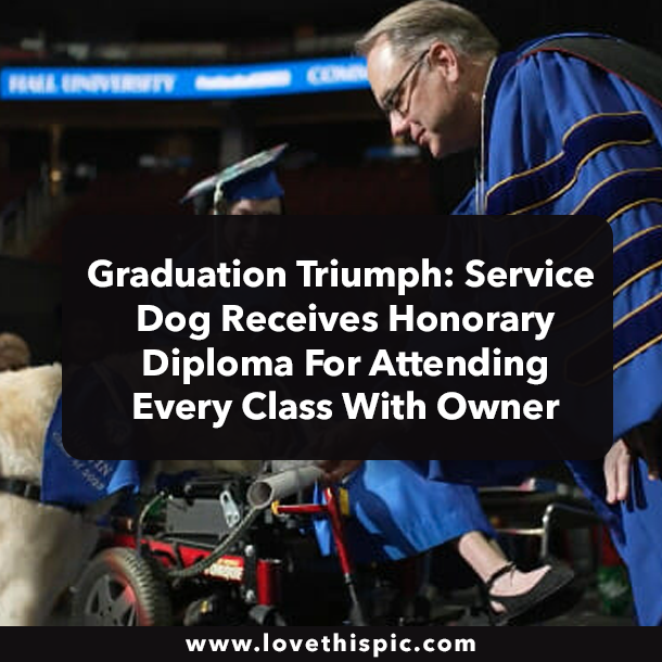 Graduation Triumph: Service Dog Receives Honorary Diploma For Attending Every Class With Owner