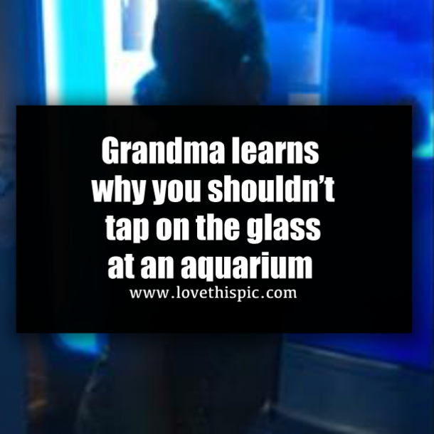Grandma learns why you shouldn’t tap on the glass at an aquarium