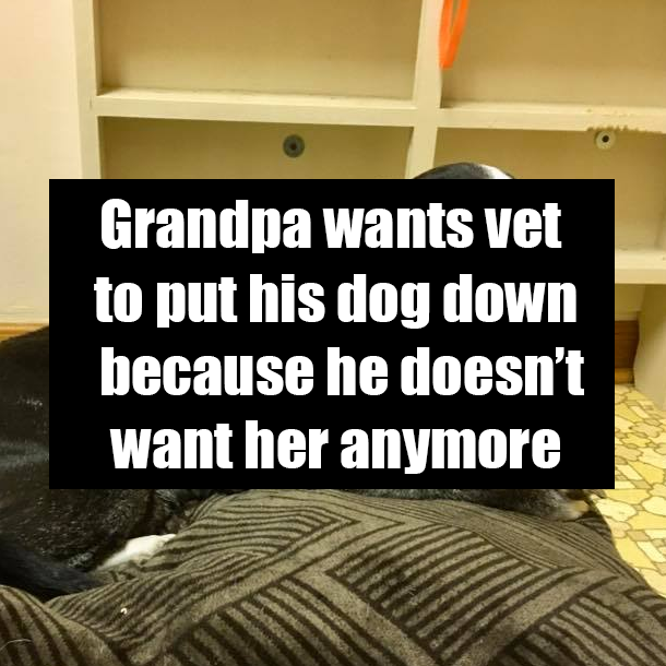 Grandpa wants vet to put his dog down because he doesn’t want her anymore