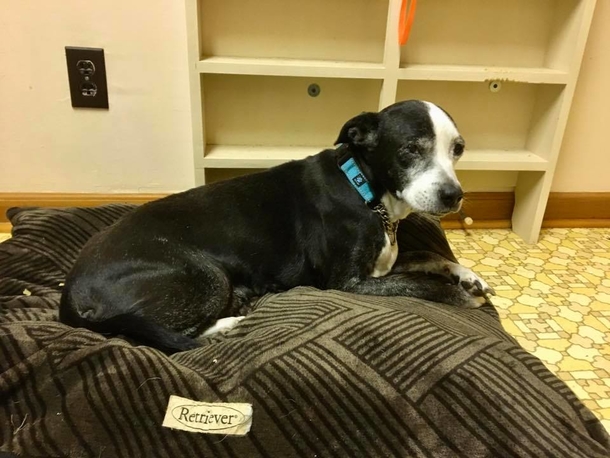 Grandpa wants vet to put his dog down because he doesn’t want her anymore - picture 2