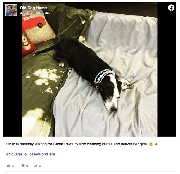 Grandpa wants vet to put his dog down because he doesn’t want her anymore - picture 3