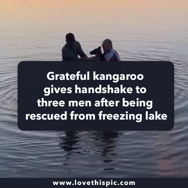 Grateful kangaroo gives handshake to three men after being rescued from freezing lake