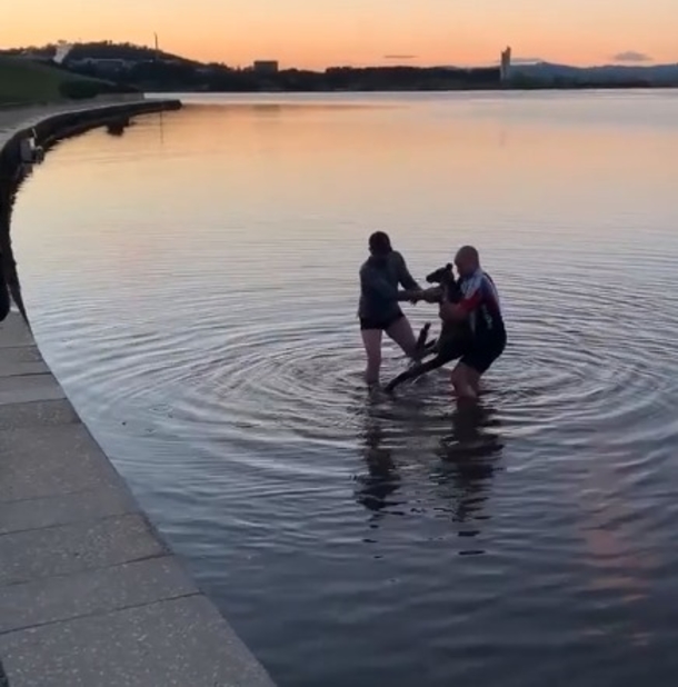 Grateful kangaroo gives handshake to three men after being rescued from freezing lake - picture 3