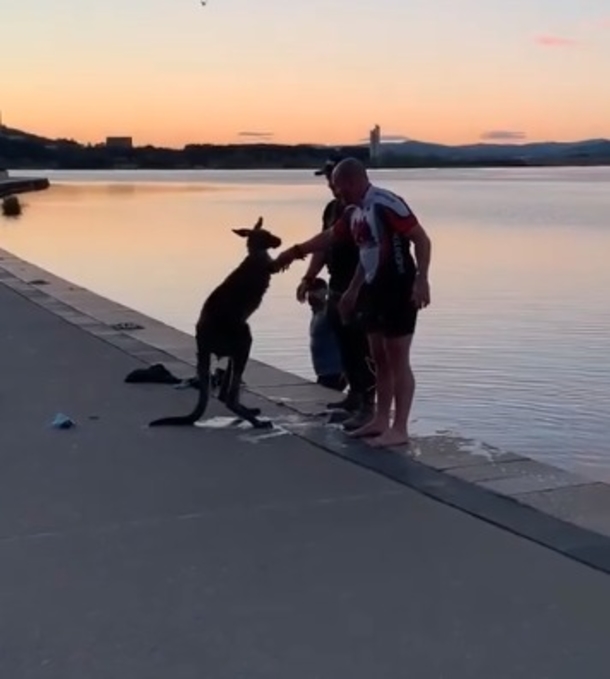 Grateful kangaroo gives handshake to three men after being rescued from freezing lake - picture 4