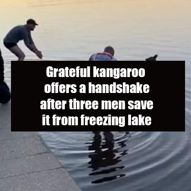 Grateful kangaroo offers a handshake after three men save it from freezing lake