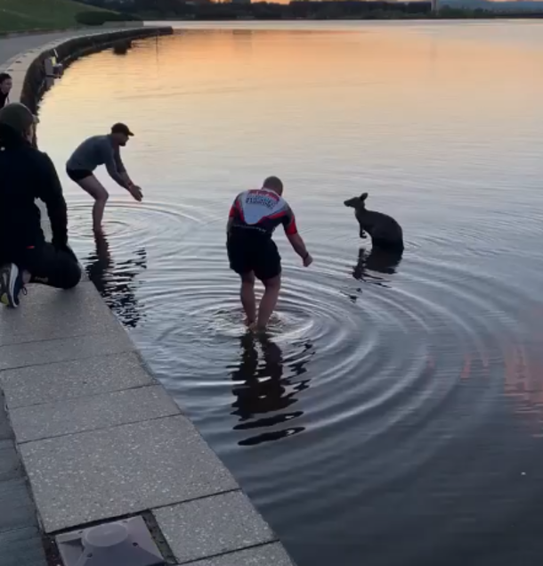 Grateful kangaroo offers a handshake after three men save it from freezing lake - picture 2