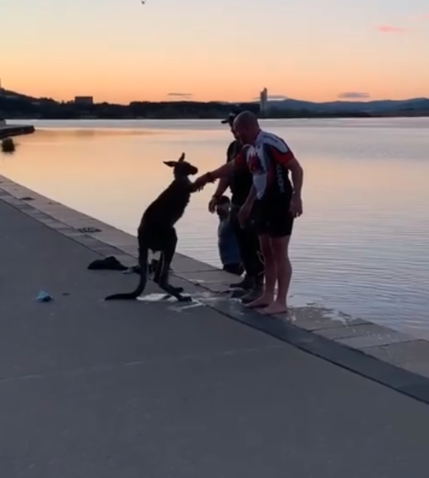 Grateful kangaroo offers a handshake after three men save it from freezing lake - picture 4