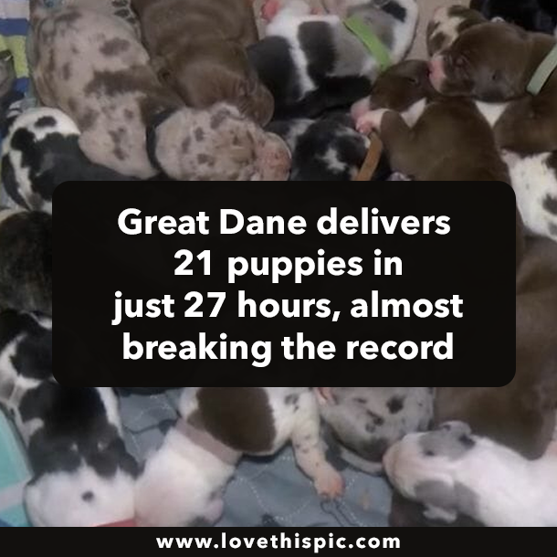 Great Dane delivers 21 puppies in just 27 hours, almost breaking the record