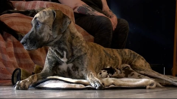 Great Dane delivers 21 puppies in just 27 hours, almost breaking the record - picture 2