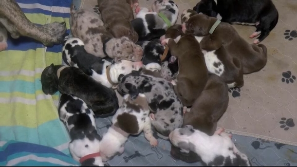 Great Dane delivers 21 puppies in just 27 hours, almost breaking the record - picture 3