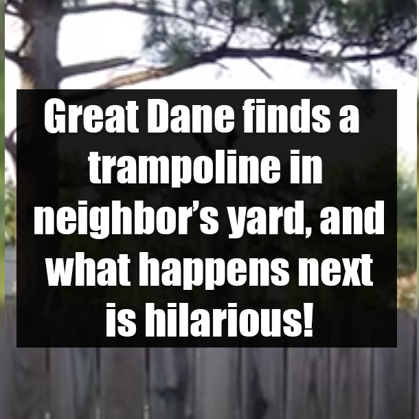 Great Dane finds a trampoline in neighbor’s yard, and what happens next is hilarious!