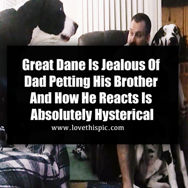 Great Dane Is Jealous Of Dad Petting His Brother And How He Reacts Is Absolutely Hysterical