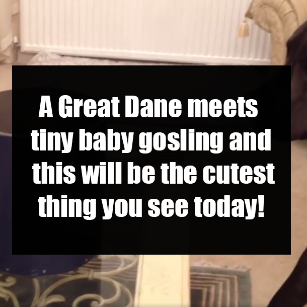 Great Dane meets tiny baby gosling and this will be the cutest thing you see today!