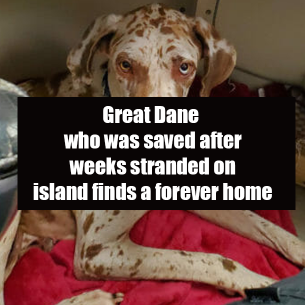 Great Dane who was saved after weeks stranded on island finds a forever home