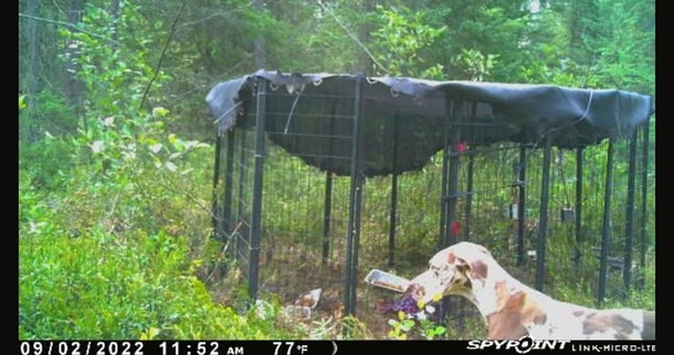 Great Dane who was saved after weeks stranded on island finds a forever home - picture 4