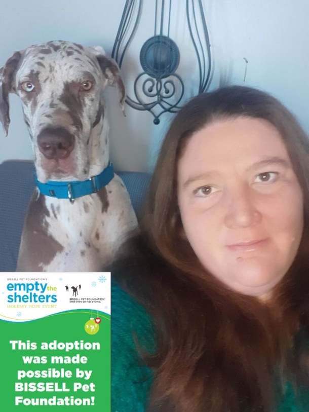 Great Dane who was saved after weeks stranded on island finds a forever home - picture 5