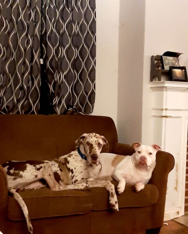 Great Dane who was saved after weeks stranded on island finds a forever home - picture 6