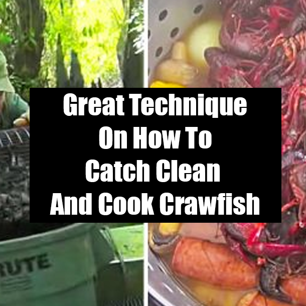 Great Technique On How To Catch Clean And Cook Crawfish