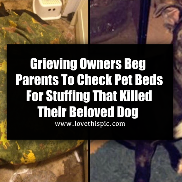 Grieving Owners Beg Parents To Check Pet Beds For Stuffing That Killed Their Beloved Dog