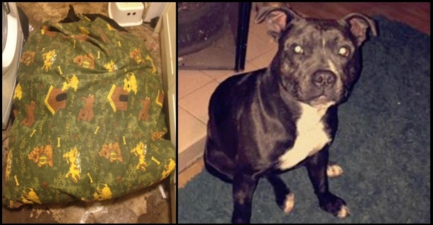 Grieving Owners Beg Parents To Check Pet Beds For Stuffing That Killed Their Beloved Dog - picture 2