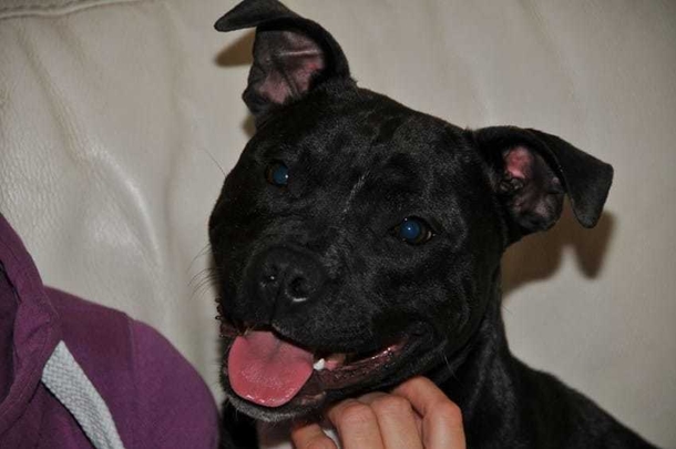 Grieving Owners Beg Parents To Check Pet Beds For Stuffing That Killed Their Beloved Dog - picture 3