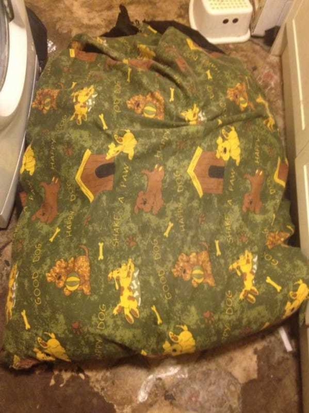 Grieving Owners Beg Parents To Check Pet Beds For Stuffing That Killed Their Beloved Dog - picture 4