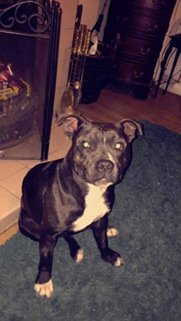 Grieving Owners Beg Parents To Check Pet Beds For Stuffing That Killed Their Beloved Dog - picture 8