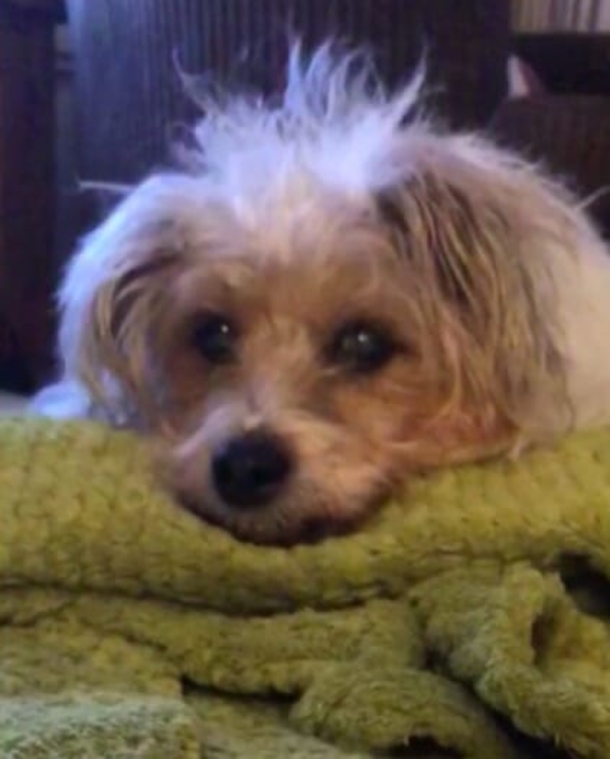 Grieving woman witnessses her dog’s face in the clouds hours after he died, wow - picture 2